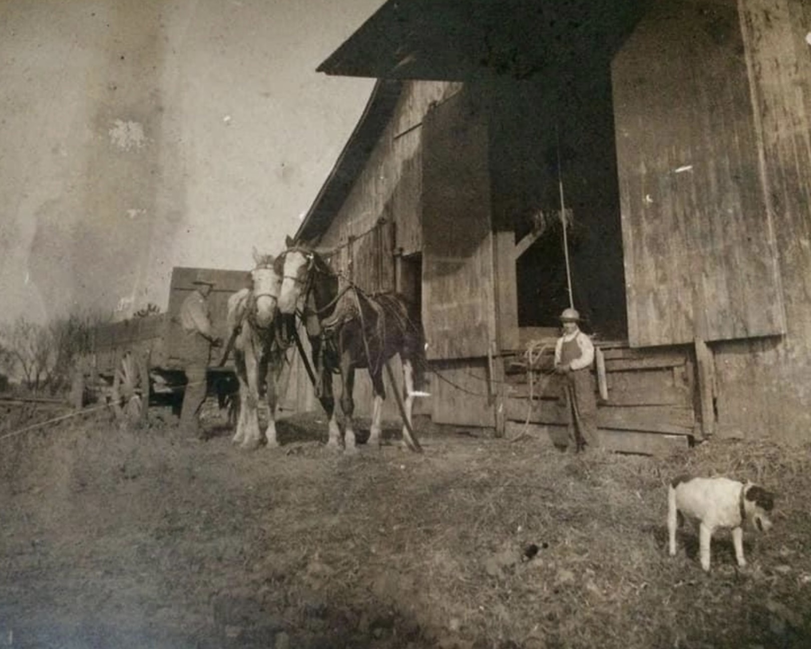 About Ridge Farming - From the Centennial Program